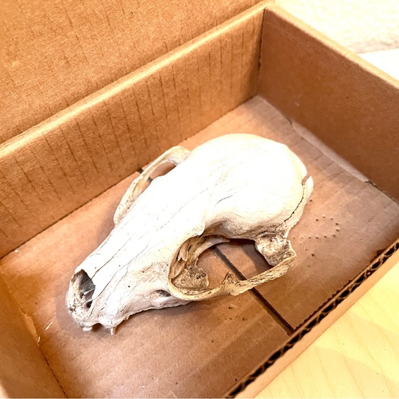 Skull. Small Animal. Found in High Desert. Art Prop or collect. Cool! - Picture 10 of 10